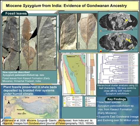 Cradle of Jamun Evolution